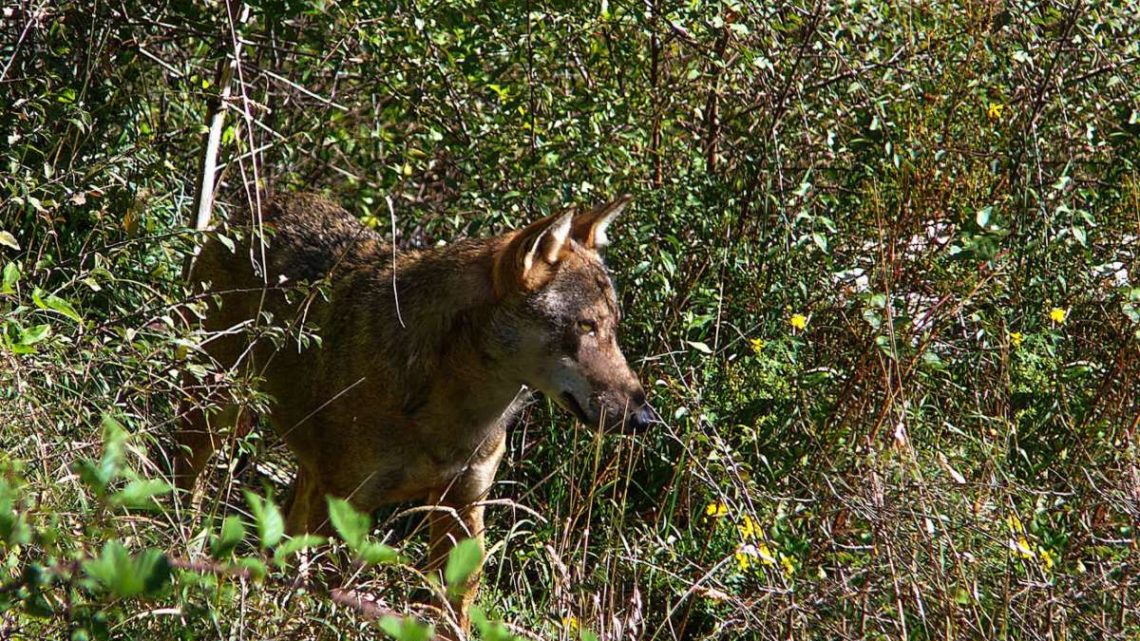 Foto trappole nel Parco Monti Aurunci per studiare i lupi, pronti per la mappatura dei branchi Foto trappole nel Parco Monti Aurunci per studiare i lupi, pronti per la mappatura dei branchi