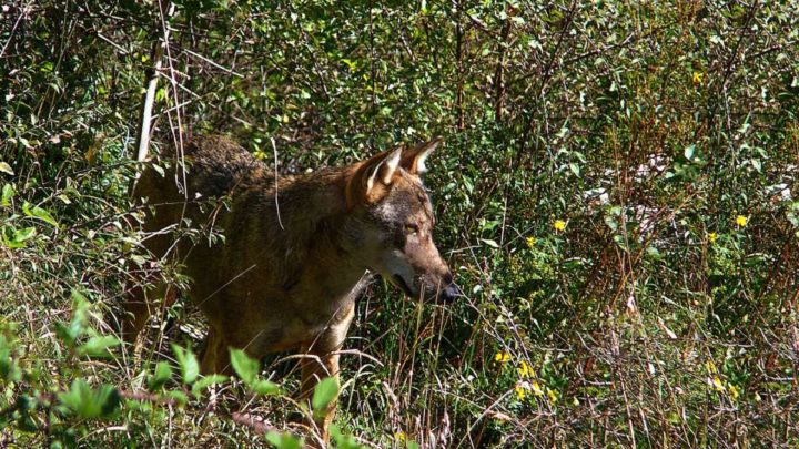 Foto trappole nel Parco Monti Aurunci per studiare i lupi, pronti per la mappatura dei branchi
