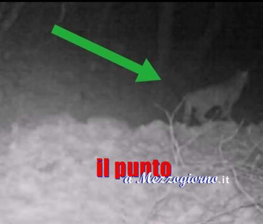 Un esemplare di gatto selvatico “immortalato” nel Parco dei Monti Aurunci