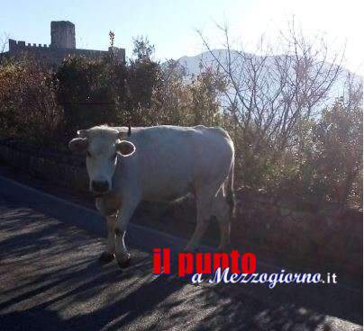 Mucche al “pascolo abusivo” sulla strada per Montecassino, già c’erano nel dopoguerra