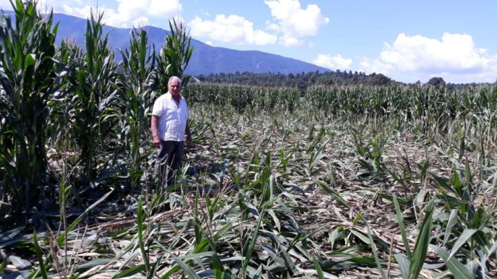 Anagni, cinghiali devastano un campo di mais. Copagri Frosinone- Latina chiede l’apertura immediata della caccia