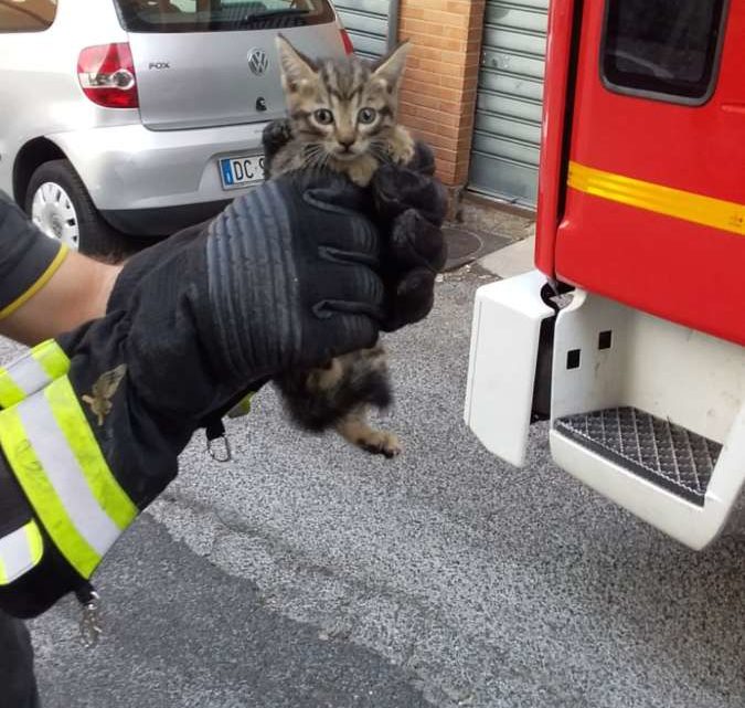 Cade in un lucernaio e rimane incastrato, gattino salvato dai vigili del fuoco di Velletri