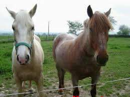 Vende 5 cavalli sequestrati perché infetti e ne denuncia il furto, nei guai allevatore di Trevi