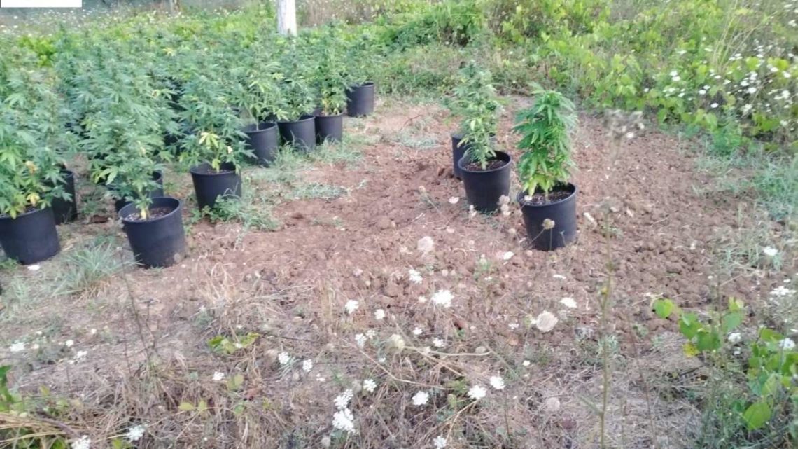 Coltivava marijuana a Sora e la essiccava ad Alatri, arrestata 29enne