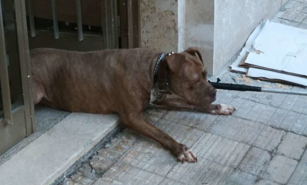 Chiuso in una cantina tra i suoi escrementi, salvato un cane a Velletri