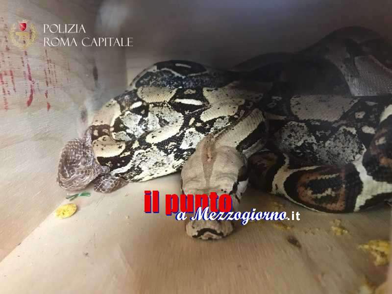 Serpente abbandonato, boa di due metri ritrovato in un condominio