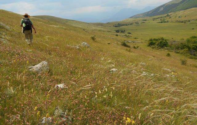 Scoperta nel mondo della botanica, l’Abruzzo e la Steppa Asiatica uniti dalla Festuca del Vallese