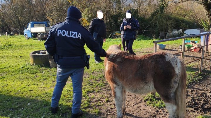 Animali in condizioni disumane a Cassino, intervengono polizia, polizia Provinciale e Asl