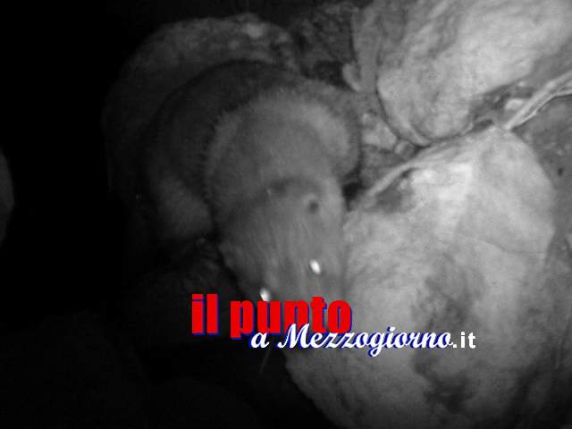 Le fototrappole ‘catturano’ la lontra confermandone la presenza sul Sangro