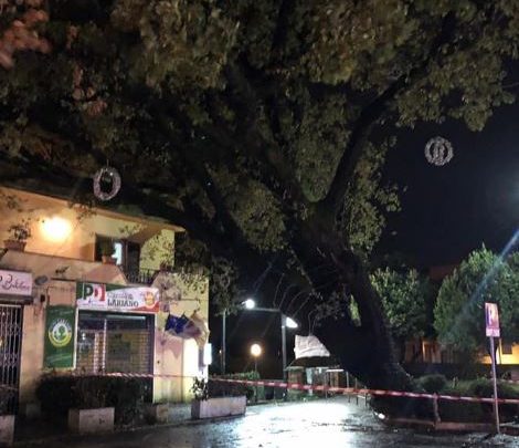 Maltempo ai Castelli, abbattuta la quercia secolare di Lariano mentre a Velletri il vento stacca coperture dai tetti