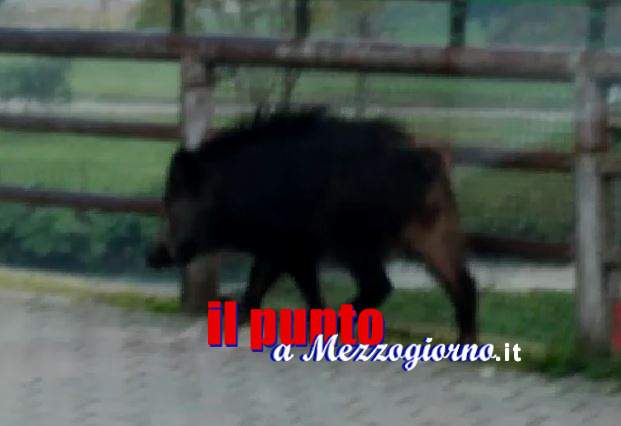 Piano di studio per problema cinghiali a Cassino, non si escludono catture e abbattimenti Piano di studio per problema cinghiali a Cassino, non si escludono catture e abbattimenti