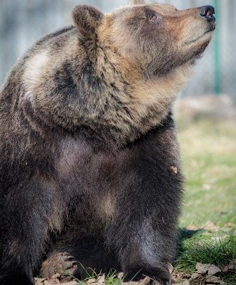 Lauretta, l’orsa del Centro Visite di Pescasseroli, è morta