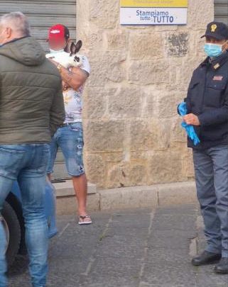 A passeggio a Fondi per far “sgambare” il coniglio, multato per inosservanza decreto anticoronavirus
