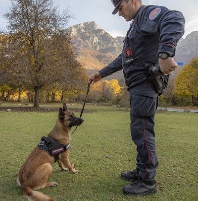 Strage di cani a Settefrati con bocconi avvelenati, rischia anche il cane antiveleno dei Carabinieri Forestali