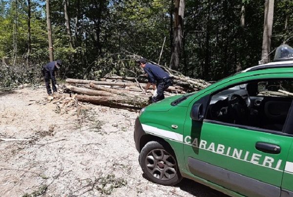 Picinisco – Taglio boschivo abusivo nel versante laziale del Parco, carabinieri forestali denunciano responsabile