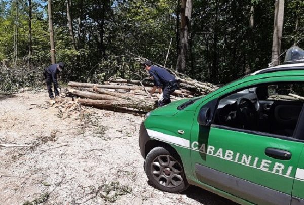 Picinisco – Taglio boschivo abusivo nel versante laziale del Parco, carabinieri forestali denunciano responsabile