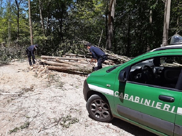 Picinisco – Taglio boschivo abusivo nel versante laziale del Parco, carabinieri forestali denunciano responsabile