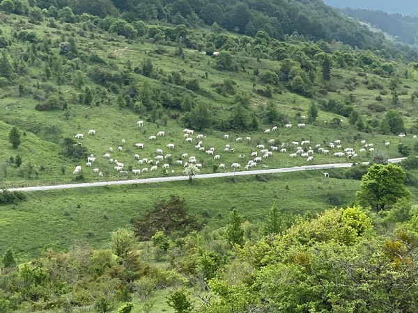 Pascolo abusivo nel cuore del Parco e carcasse abbandonate in un SIC: continuano i controlli a tutela di fauna selvatica e bestiame domestico Pascolo abusivo nel cuore del Parco e carcasse abbandonate in un SIC: continuano i controlli a tutela di fauna selvatica e bestiame domestico