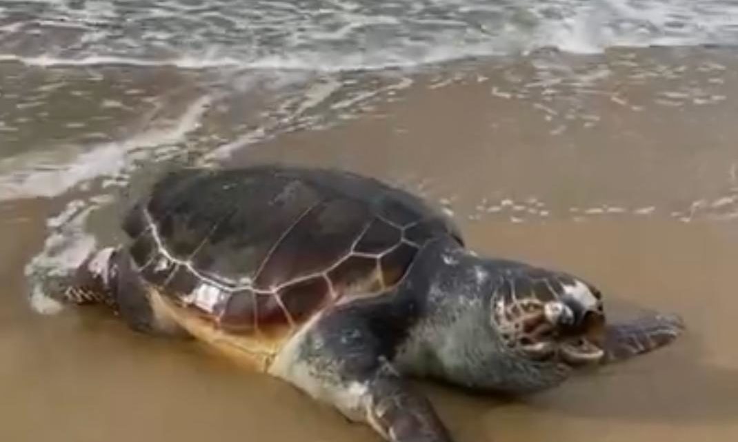 Tartaruga trovata morta in spiaggia a Sperlonga, indagini in corso