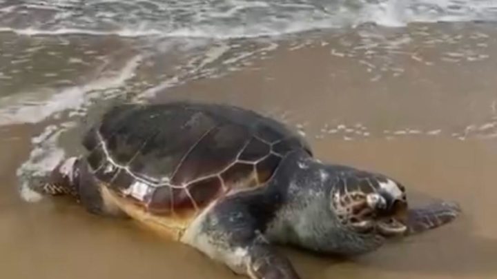 Tartaruga trovata morta in spiaggia a Sperlonga, indagini in corso