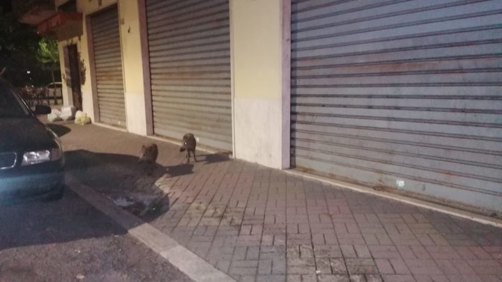 Cinghiali a spasso per Cassino, gli avvistamenti si ripetono