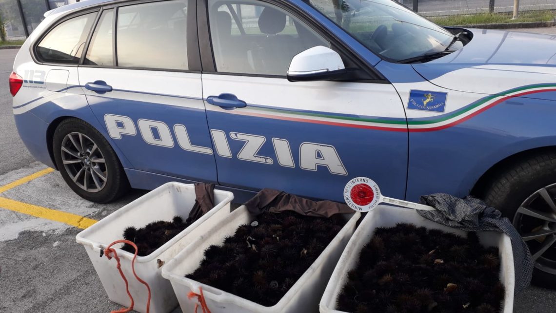 Cassino – La Polizia Stradale intercetta pescatori di frodo e recupera una ingente quantità di ricci di mare Cassino – La Polizia Stradale intercetta pescatori di frodo e recupera una ingente quantità di ricci di mare