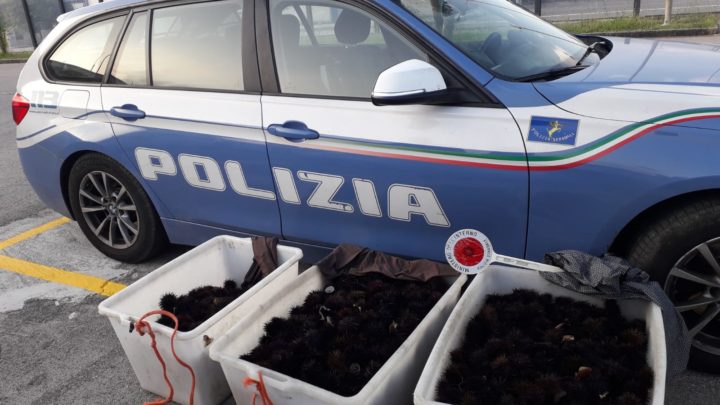 Cassino – La Polizia Stradale intercetta pescatori di frodo e recupera una ingente quantità di ricci di mare