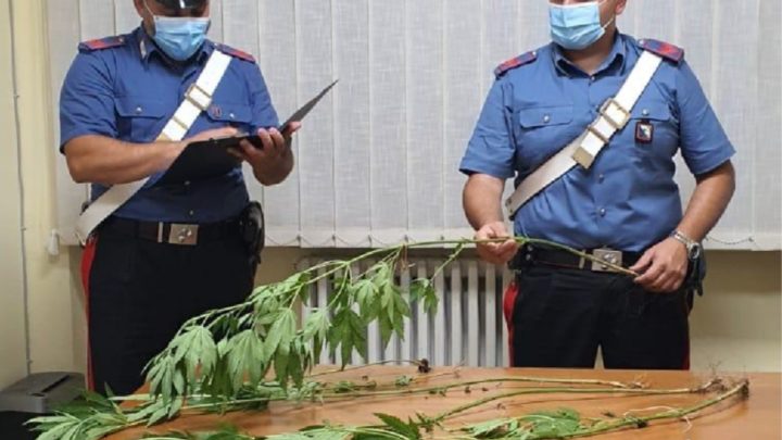 Trovato con sei piante di canapa indiana, denunciato 26enne a Pontecorvo