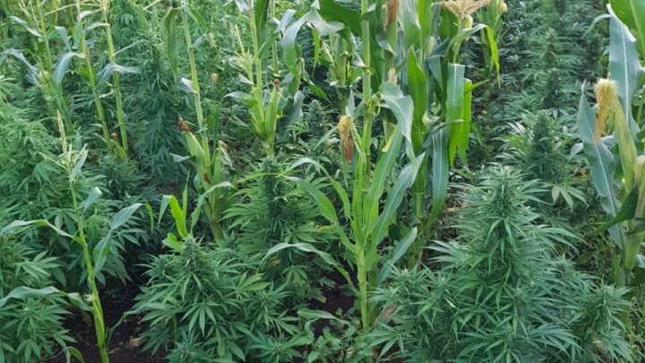 520 piante di marijuana tra le pannocchie a Lanuvio, 67enne arrestato