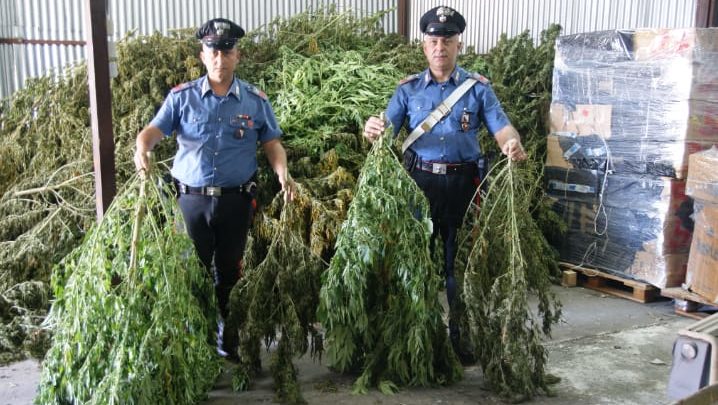 Sequestrati 250 chili di marijuana a Sessa Aurunca. Arrestate tre persone
