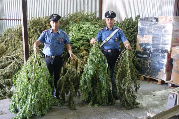Sequestrati 250 chili di marijuana a Sessa Aurunca. Arrestate tre persone