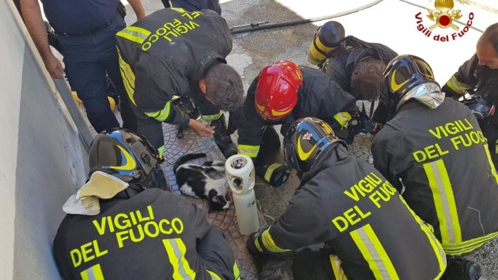 Cani e gatti intossicati durante incendio appartamento, i pompieri li salvano con i respiratori