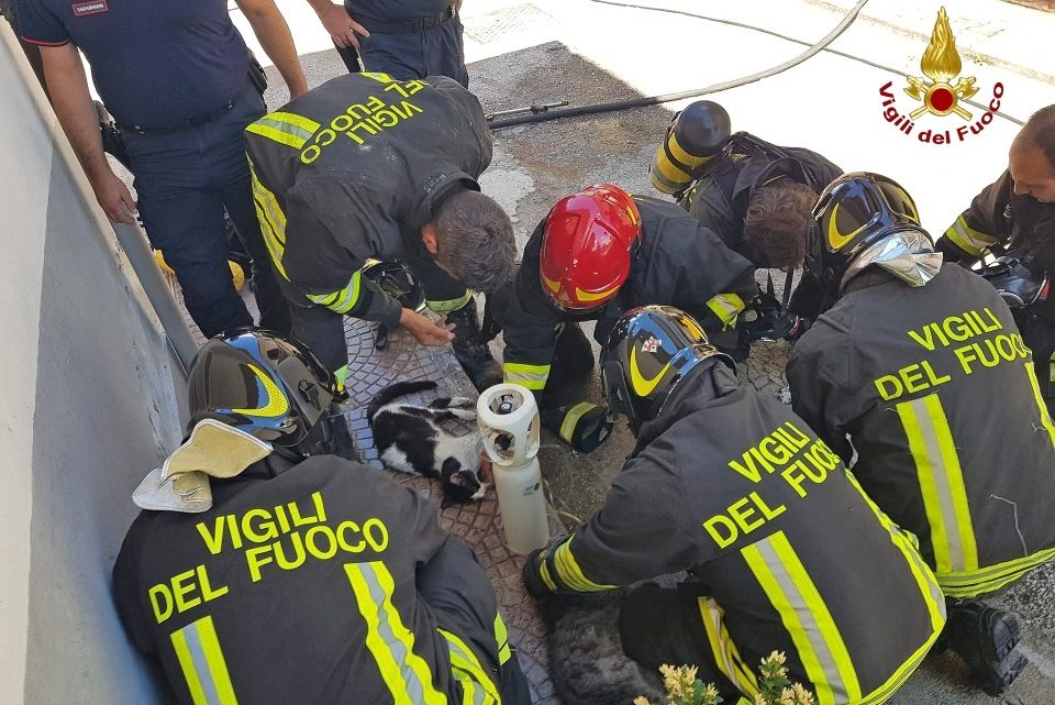Cani e gatti intossicati durante incendio appartamento, i pompieri li salvano con i respiratori