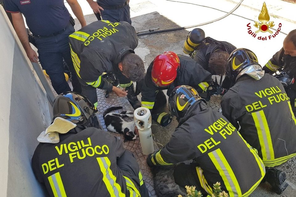 Cani e gatti intossicati durante incendio appartamento, i pompieri li salvano con i respiratori Cani e gatti intossicati durante incendio appartamento, i pompieri li salvano con i respiratori