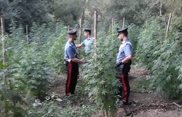 Piantagione di marijuana scoperta dai carabinieri, 167 piante sequestrate a Roma