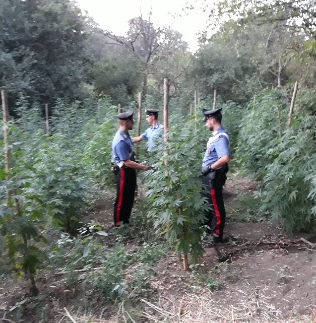 Piantagione di marijuana scoperta dai carabinieri, 167 piante sequestrate a Roma