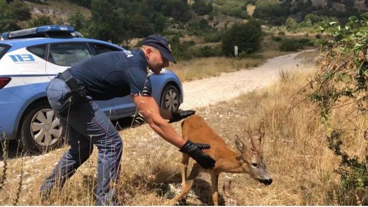 Sora – La Polizia salva un cervo trovato in centro città