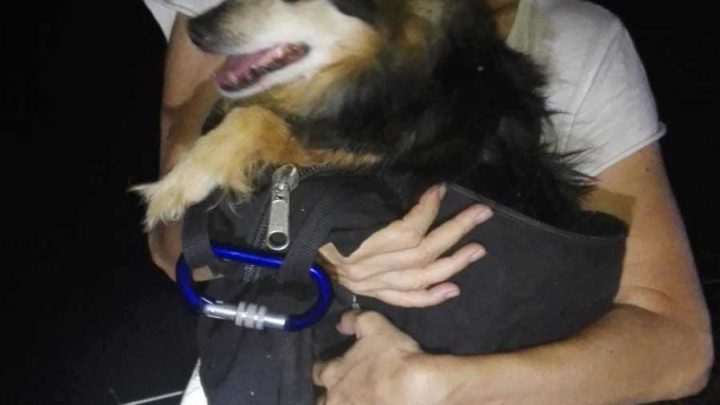 Cane cade in un dirupo a Castelverrino, recuperato dai vigili del fuoco