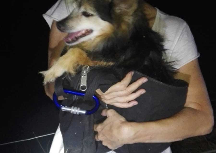 Cane cade in un dirupo a Castelverrino, recuperato dai vigili del fuoco Cane cade in un dirupo a Castelverrino, recuperato dai vigili del fuoco