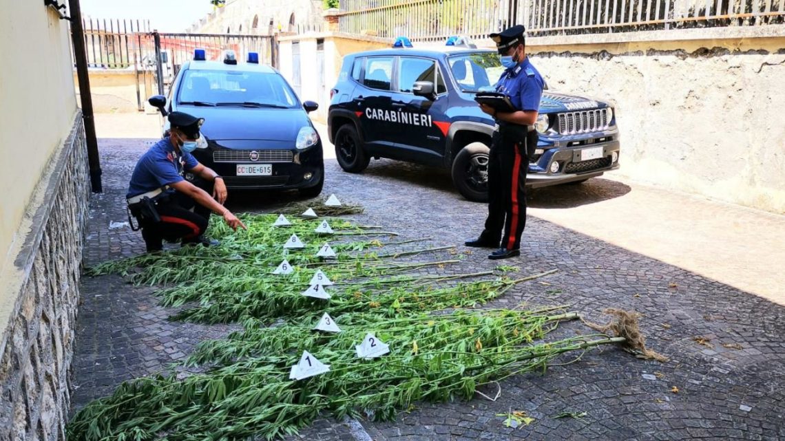 Ladri di marijuana a Sant’Andrea, arrestati due napoletani che hanno “mietuto” e rubato la droga