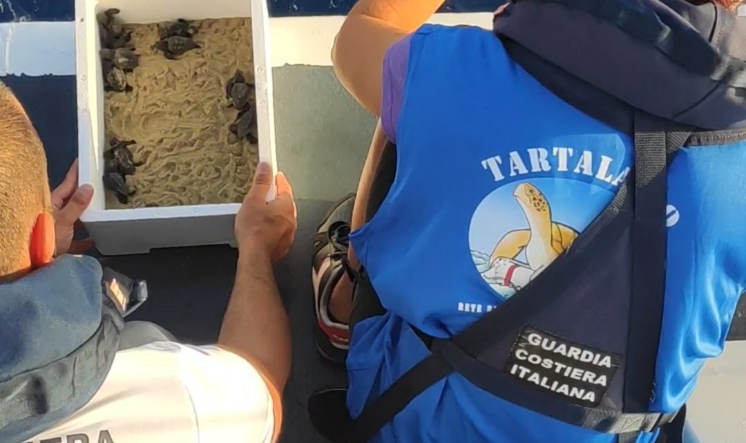 Legambiente lancia “Life Turtlenest” un protocollo con il comune di Terracina in difesa delle tartarughe marine