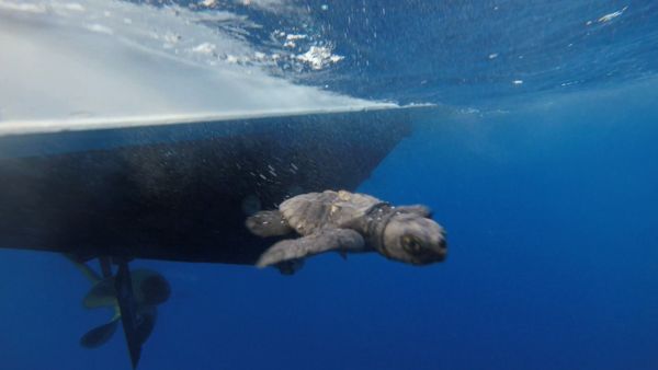 Guardia Costiera e Tartalazio liberano in mare 26 piccole tartarughe marine