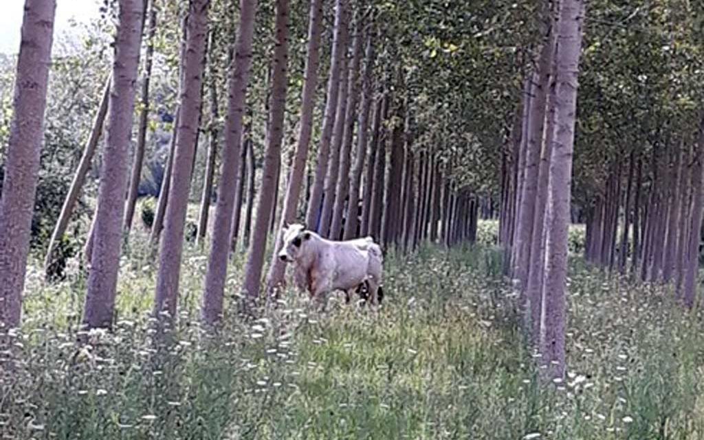 Toro a spasso nelle campagne di Sant’Angelo, il sindaco ordina la cattura