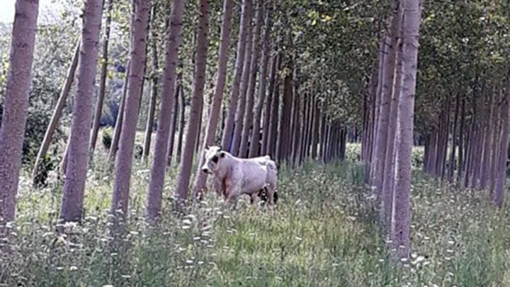 Toro a spasso nelle campagne di Sant’Angelo, il sindaco ordina la cattura