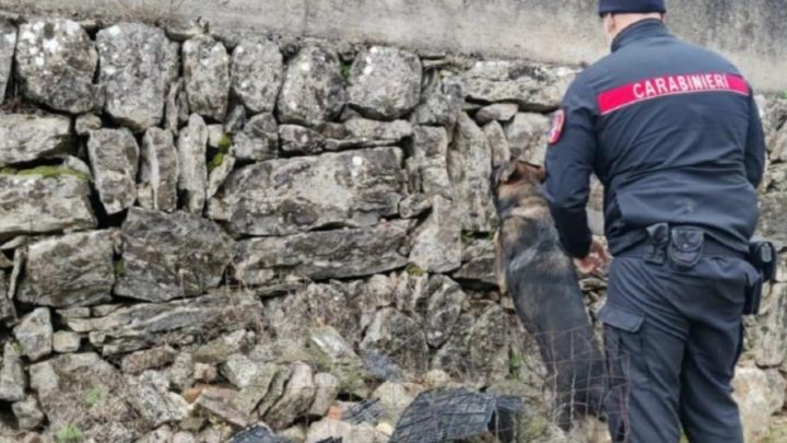 Perquisito dai carabinieri viene trovato con 71 grammi di hashish, 21enne arrestato a Castelnuovo Parano