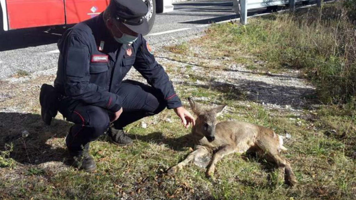 Capriolo intrappolato nella rete a San Donato Valcomino salvato e liberato dai Carabinieri Forestale