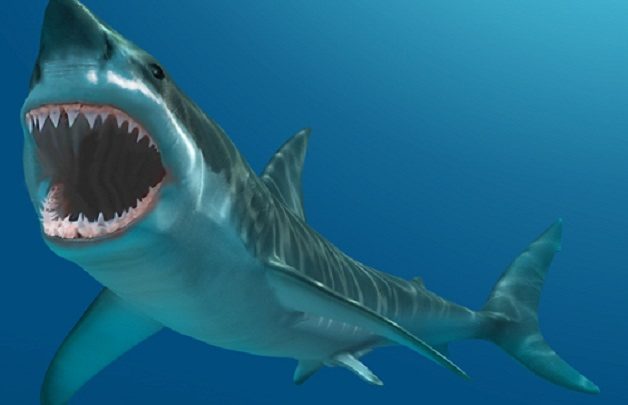 Campagna animalista di Aidaa: se avete emorroidi non uccidete squali per curarvi