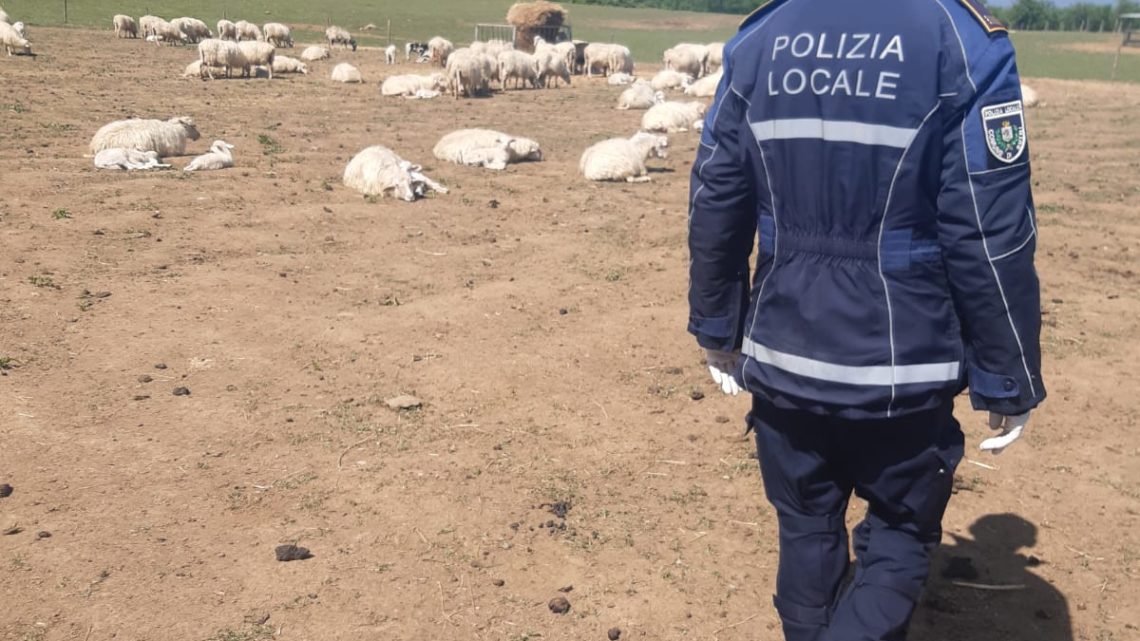 Lupi fanno strage di pecore a Sutri, 20 capi sbranati Lupi fanno strage di pecore a Sutri, 20 capi sbranati