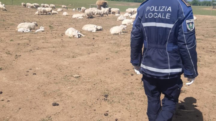 Lupi fanno strage di pecore a Sutri, 20 capi sbranati