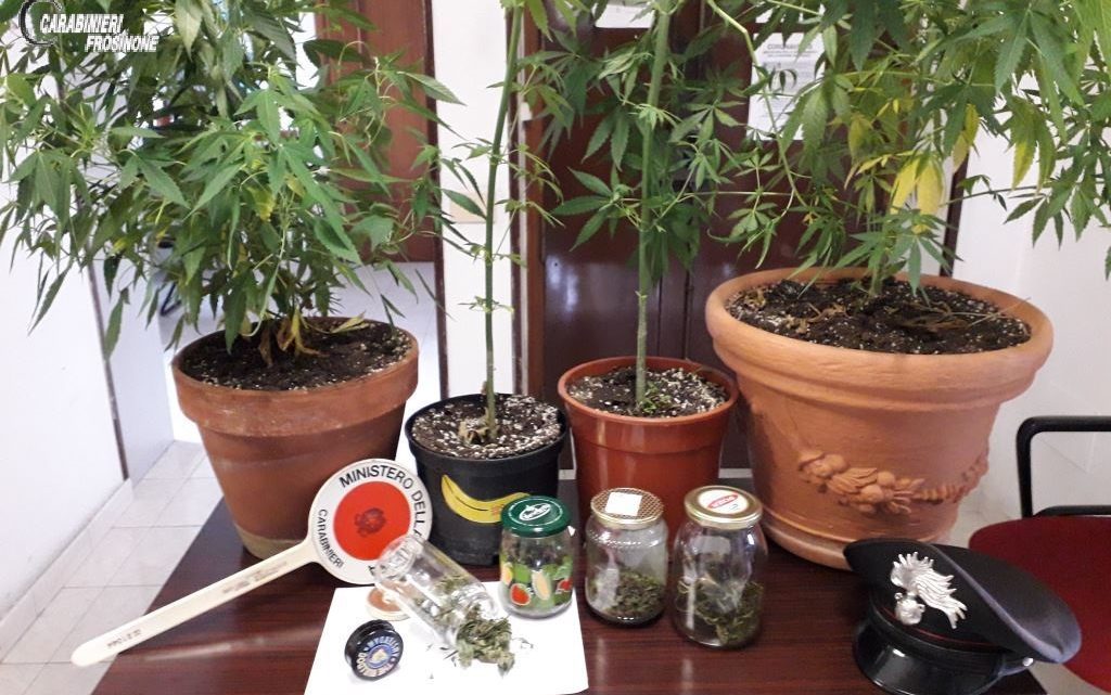 Castelliri – Scoperto dai carabinieri con 4 piante di cannabis, 31enne denunciato